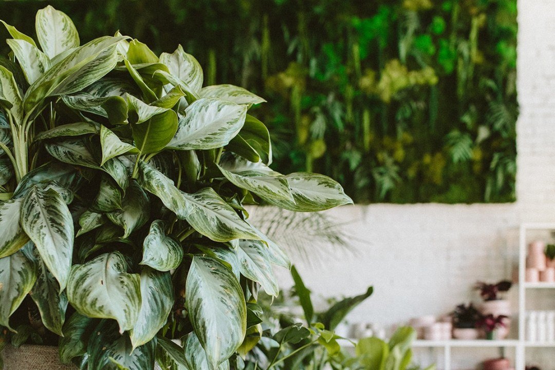 statement houseplant ficus elastica ruby