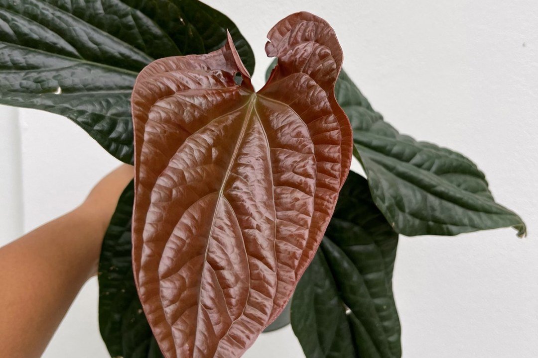various houseplants