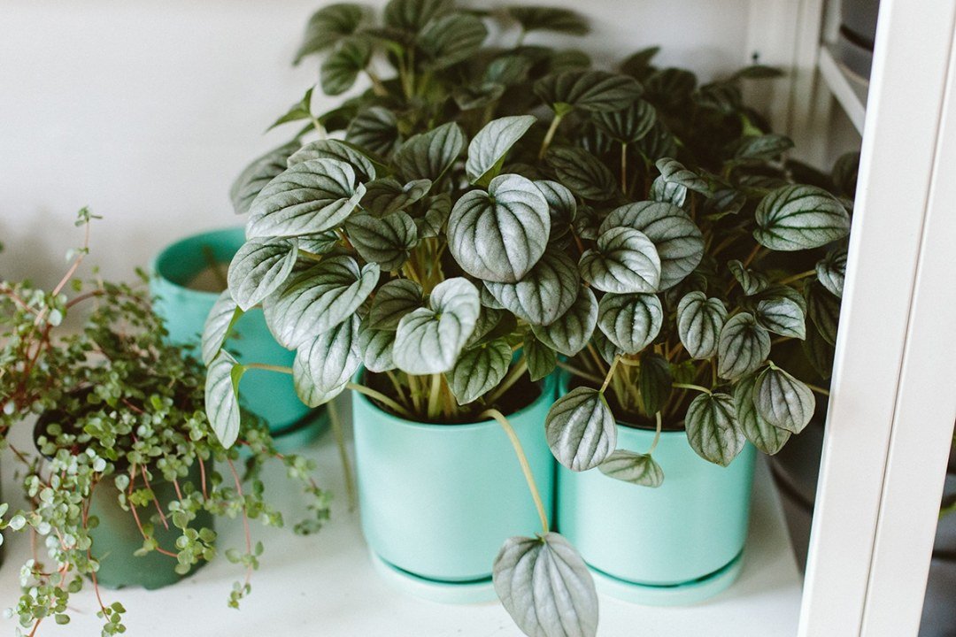peperomia plants in turquoise pots