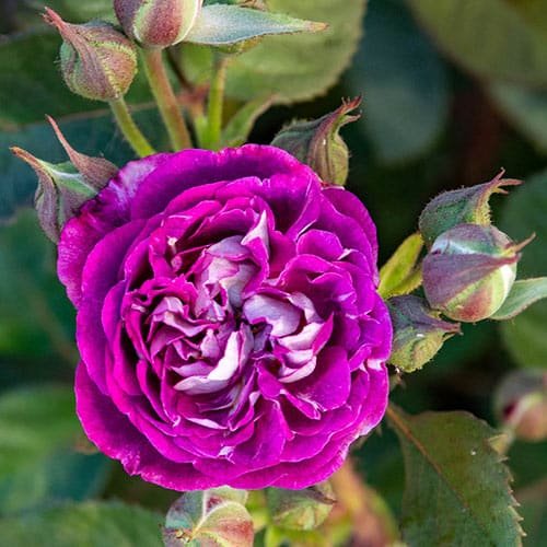 Cosmic Clouds Shrub Rose from Breck's