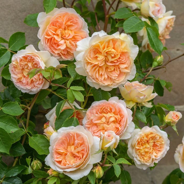 David Austin Bathsheba English Climbing Rose