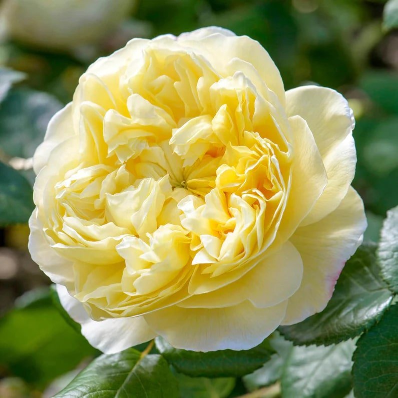 David Austin Charles Darwin English Shrub Rose