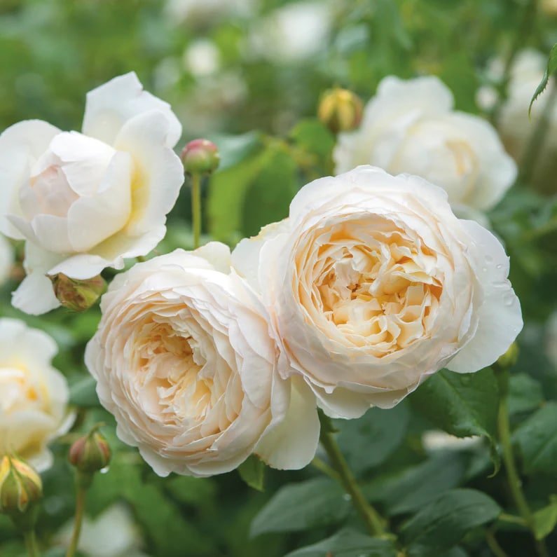 David Austin Claire Austin English Climbing Roses