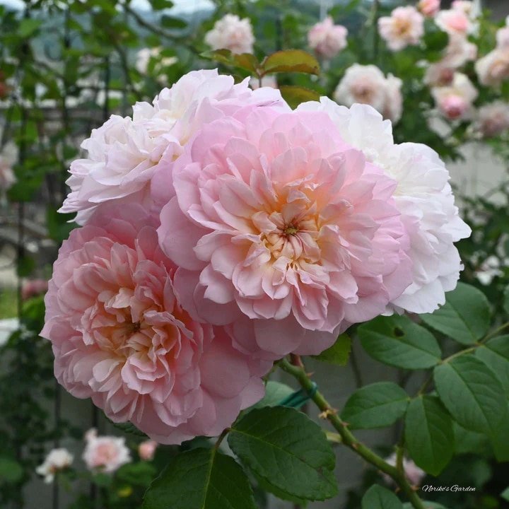 David Austin Elizabeth English Shrub Roses