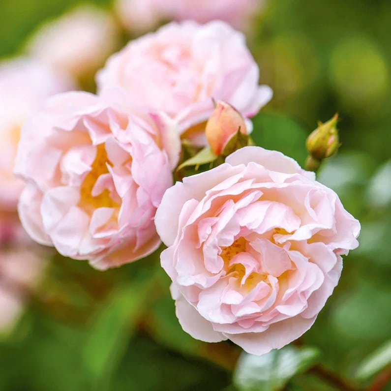 David Austin The Lady of the Lake English Rambling Roses