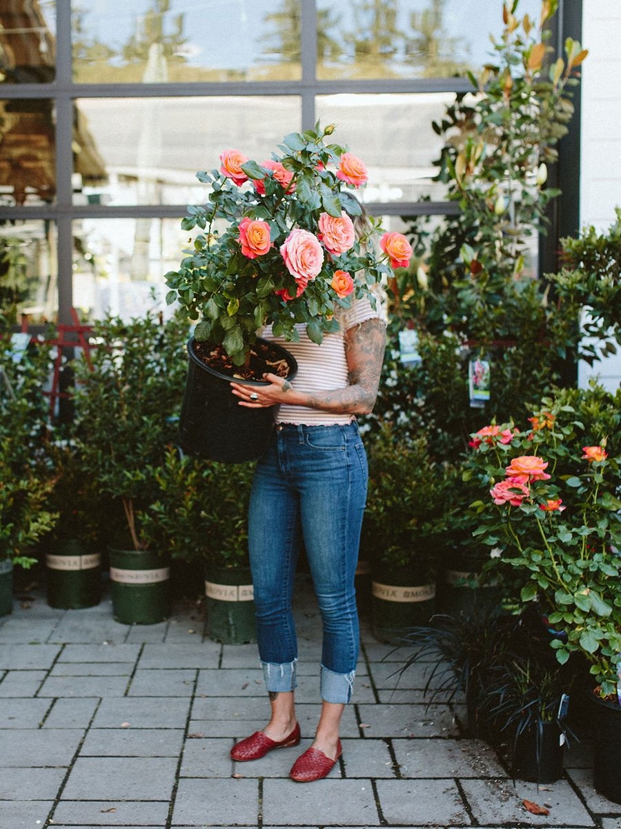 woman holding potted rose plant at Dennis' 7 Dees Garden Center in Lake Oswego