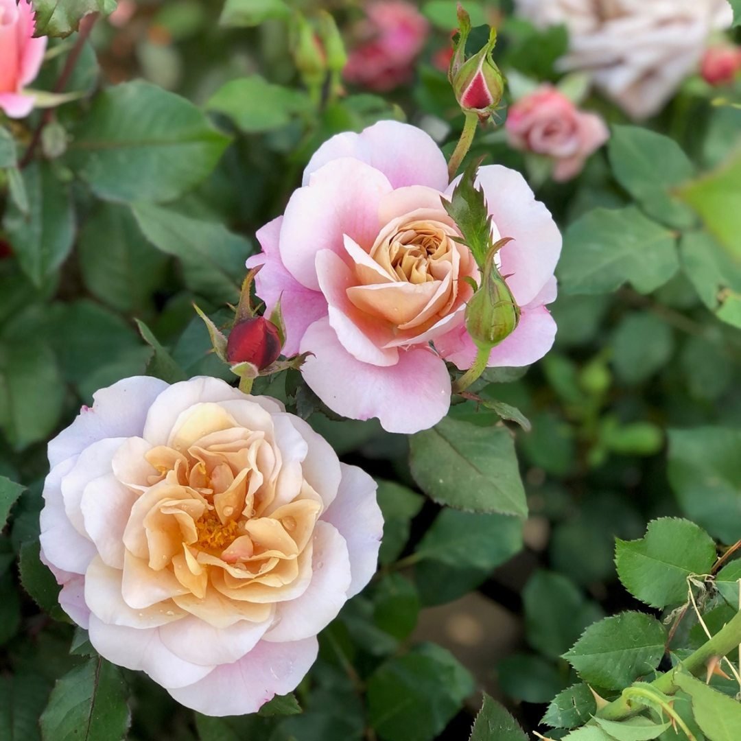 Distant Drums Floribunda Roses