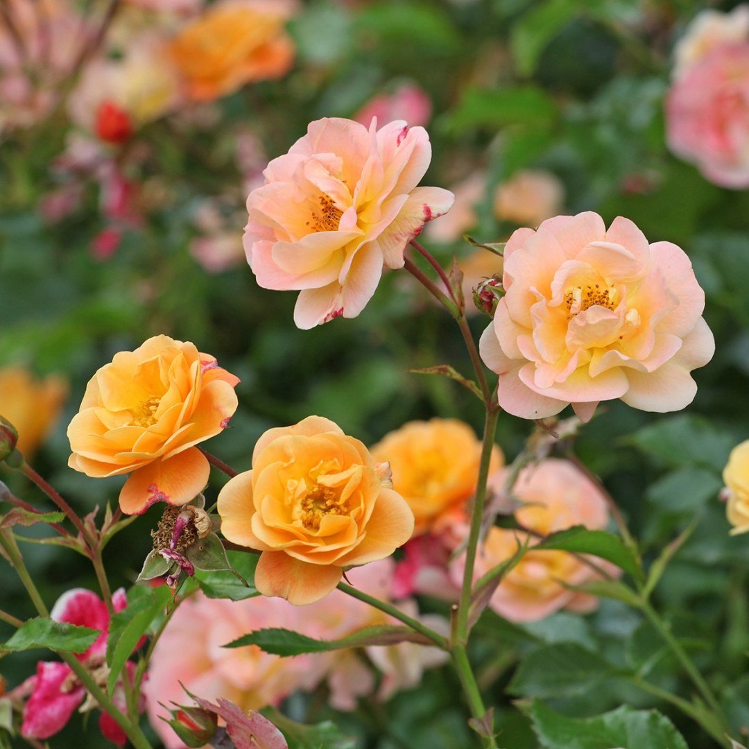 Next Generation Flower Carpet Amber Roses