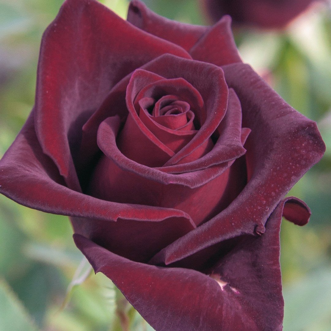 Black Baccara Hybrid Tea Rose from Star Roses & Plants