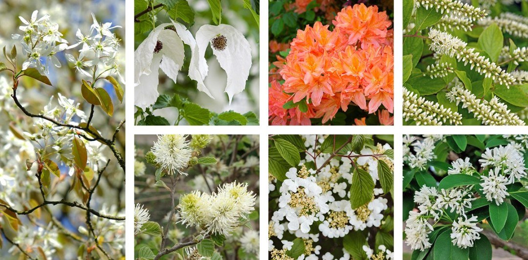 7 underappreciated sun plants for the garden