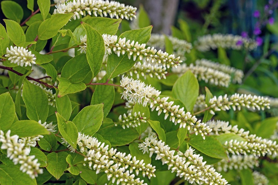 white flowers on Summersweet shrub or Clethra 'Summer Sparkler'
