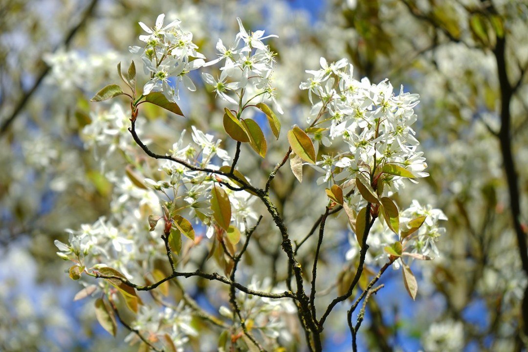 flowering Serviceberry tree or Amelanchier