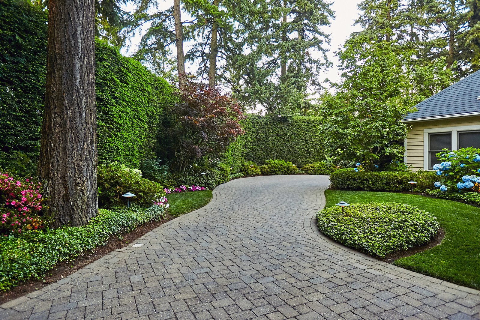Growing Hedges 101: A Gardener’s Guide to Lush, Living Fences