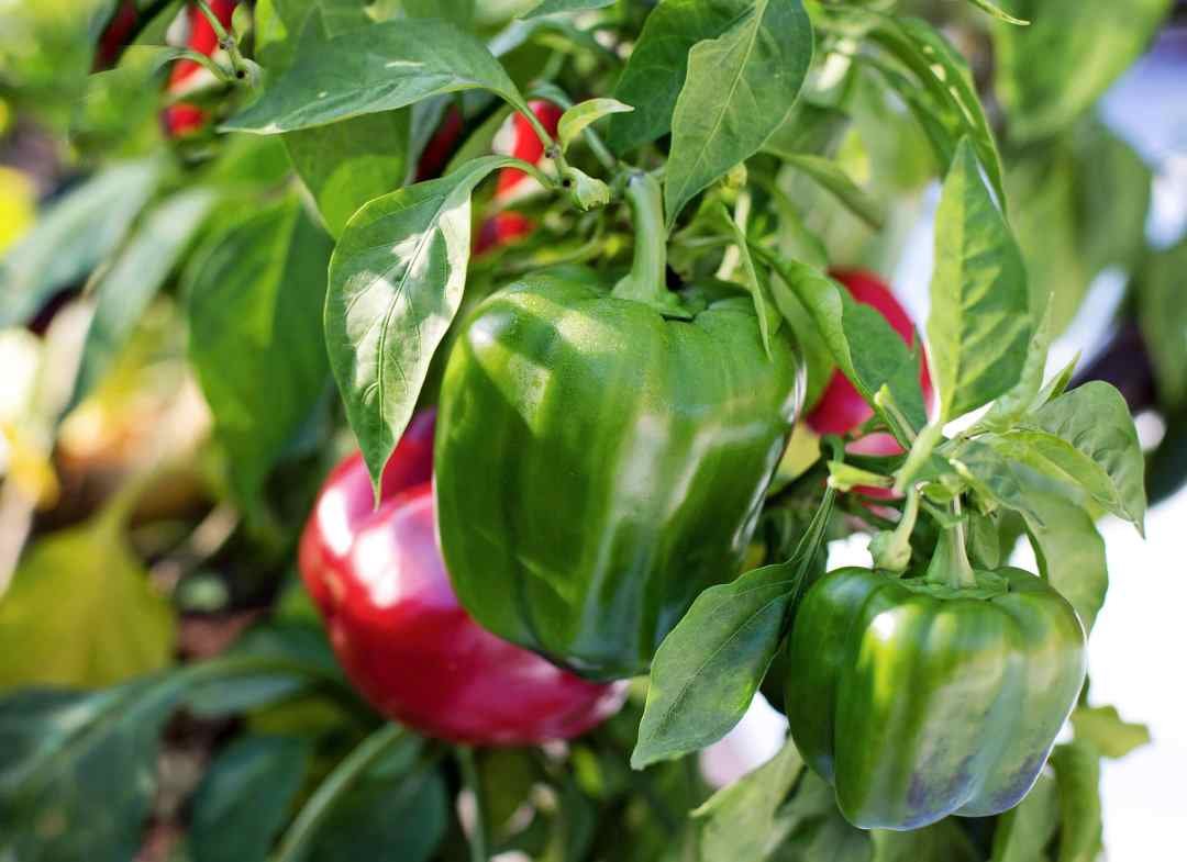dennis7dees-vegetable-gardening-bell-peppers