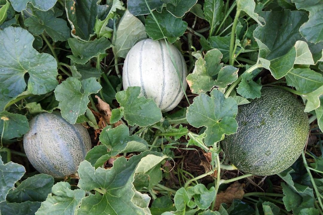 dennis7dees-vegetable-gardening-canteloupes