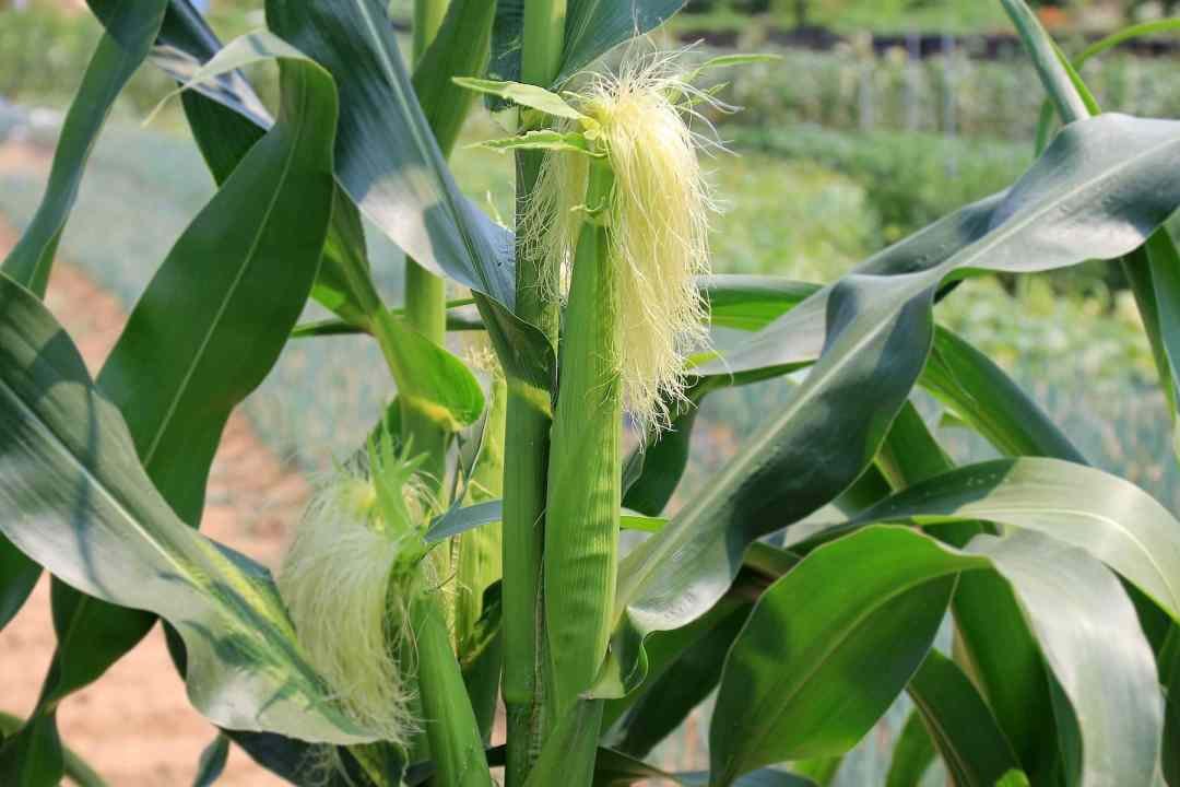 dennis7dees-vegetable-gardening-corn
