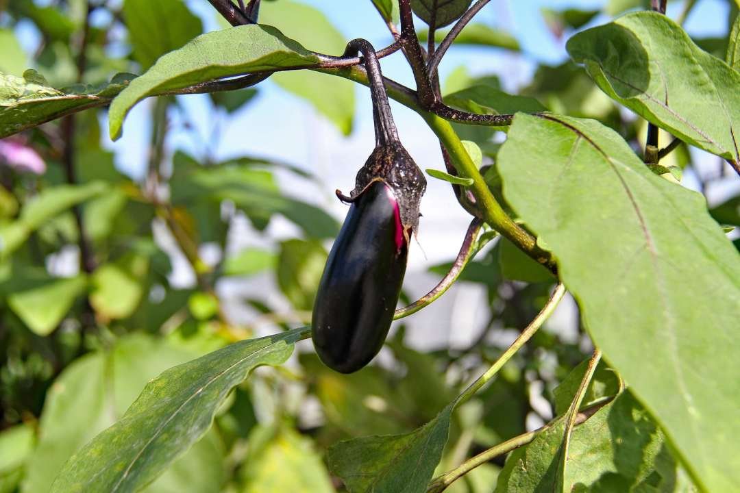 dennis7dees-vegetable-gardening-eggplant-2 holding a box of fresh eggplants