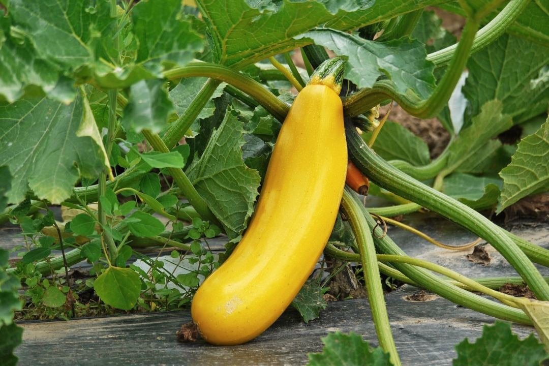 dennis7dees-vegetable-gardening-yellow-zucchini