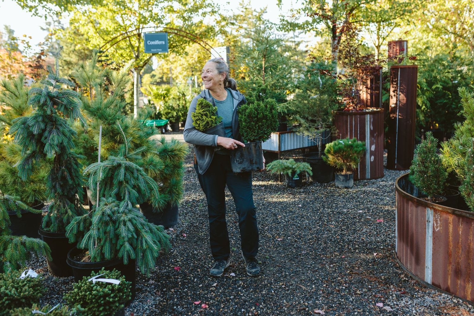 Dennis' 7 Dees Vancouver Garden Center Fall 2024 Dwarf Conifers