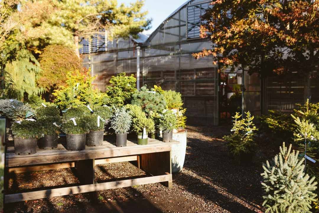 Dennis' 7 Dees Vancouver Garden Center Fall 2024 Dwarf Conifers