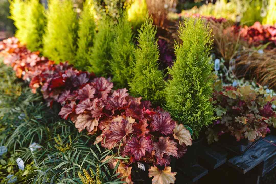 Lemon Cypress With Other Fall Plants at Dennis' 7 Dees Garden Center