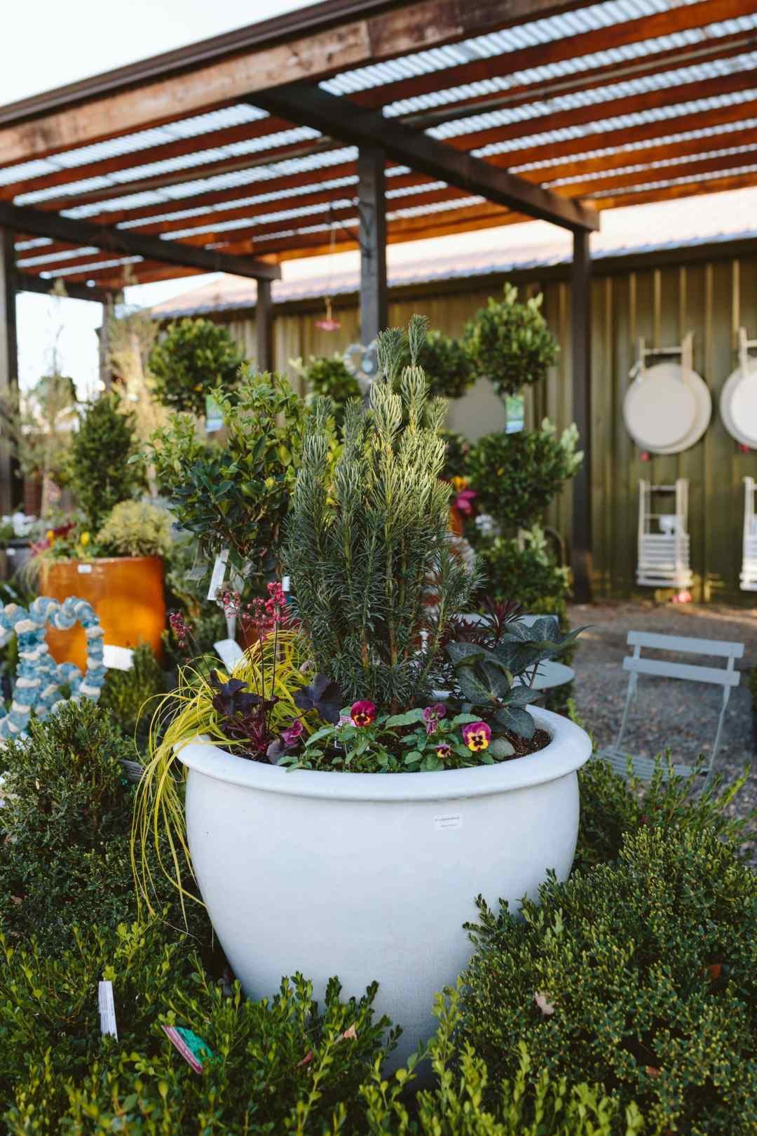 Dennis' 7 Dees Vancouver Garden Center Fall 2024 Container Combination Display