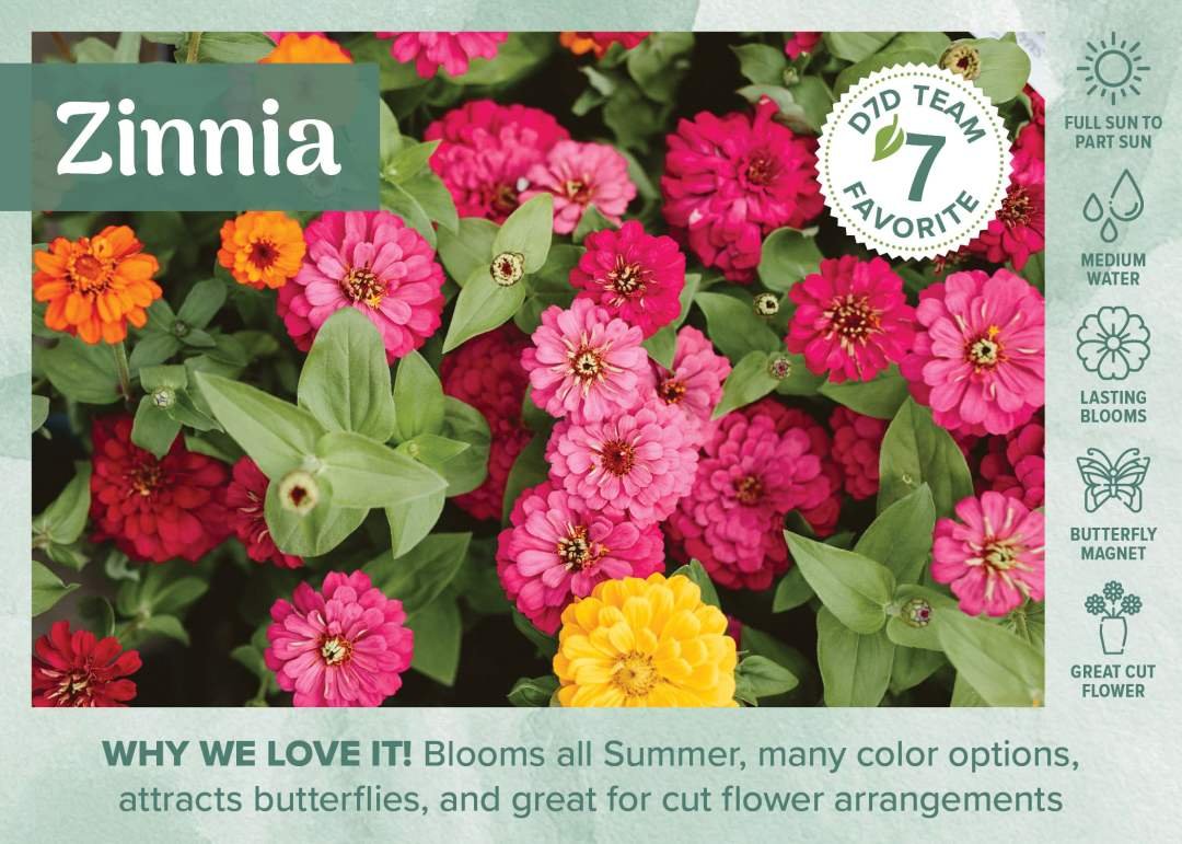 Colorful Zinnias blooming in August at a Dennis' 7 Dees Garden Center