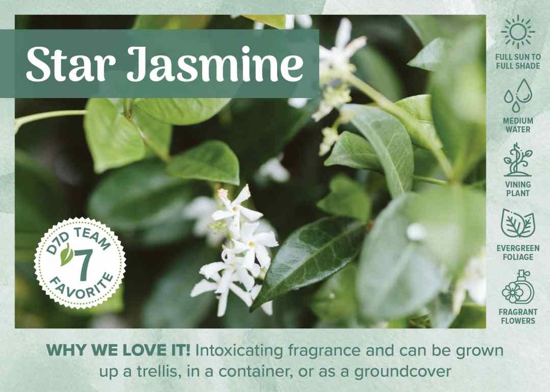 Star Jasmine flowers