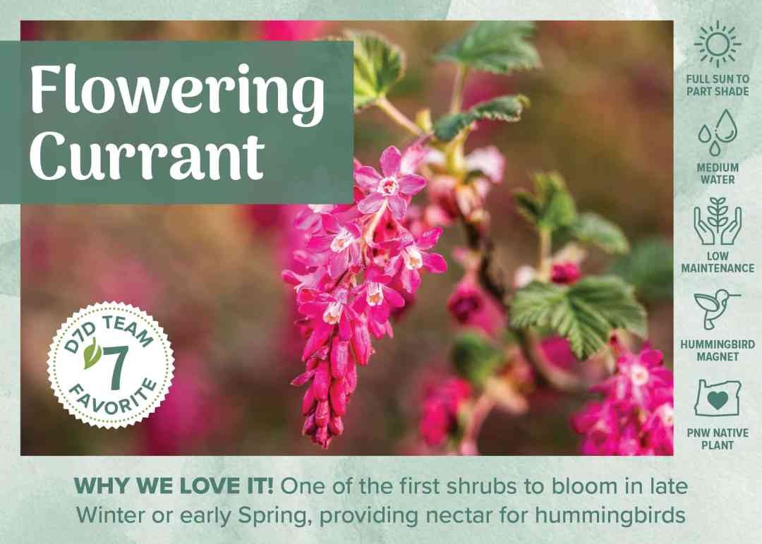 red flowering currant