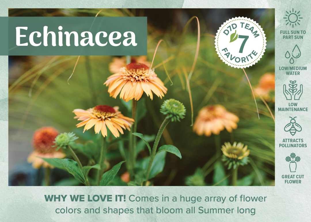 Supreme Cantaloupe Echinacea Coneflower