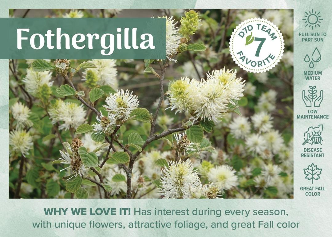 flowering Mountain Witch Alder or Fothergilla