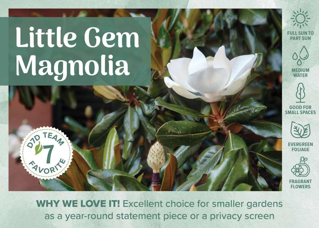 little gem magnolia evergreen tree blooming
