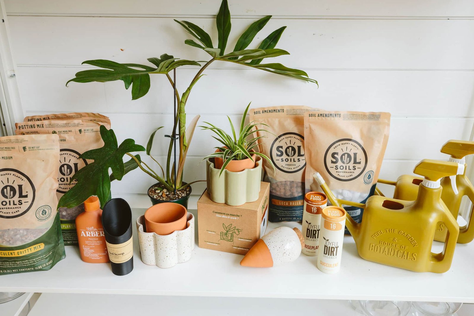 Winter Houseplant Care—Do’s & Don’ts
