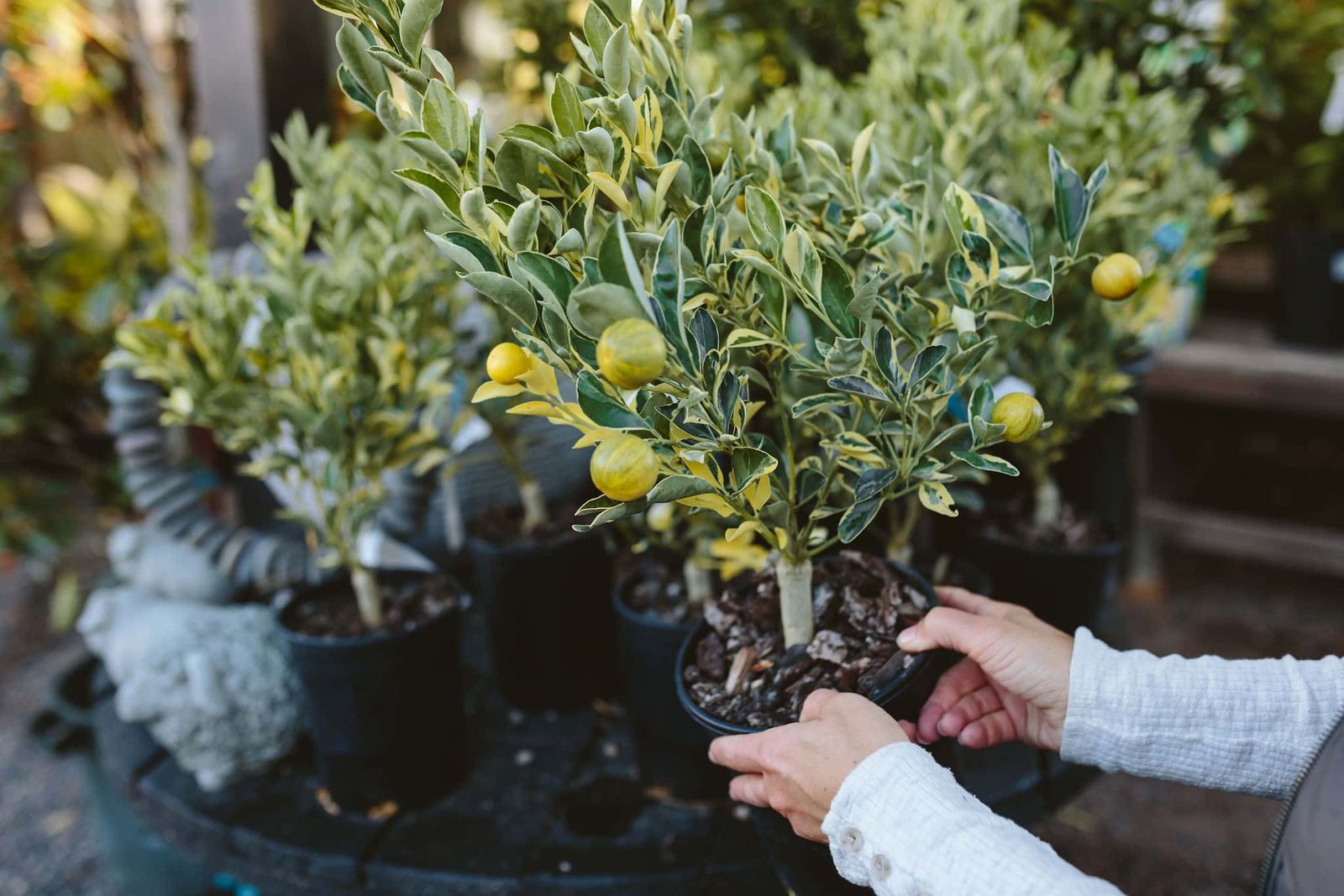 Growing Citrus in the Pacific Northwest