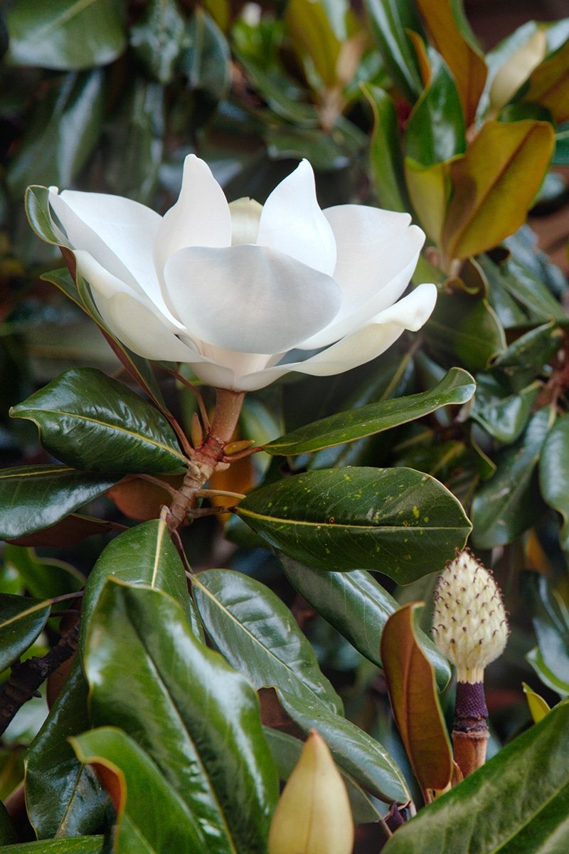 little gem magnolia evergreen tree blooming