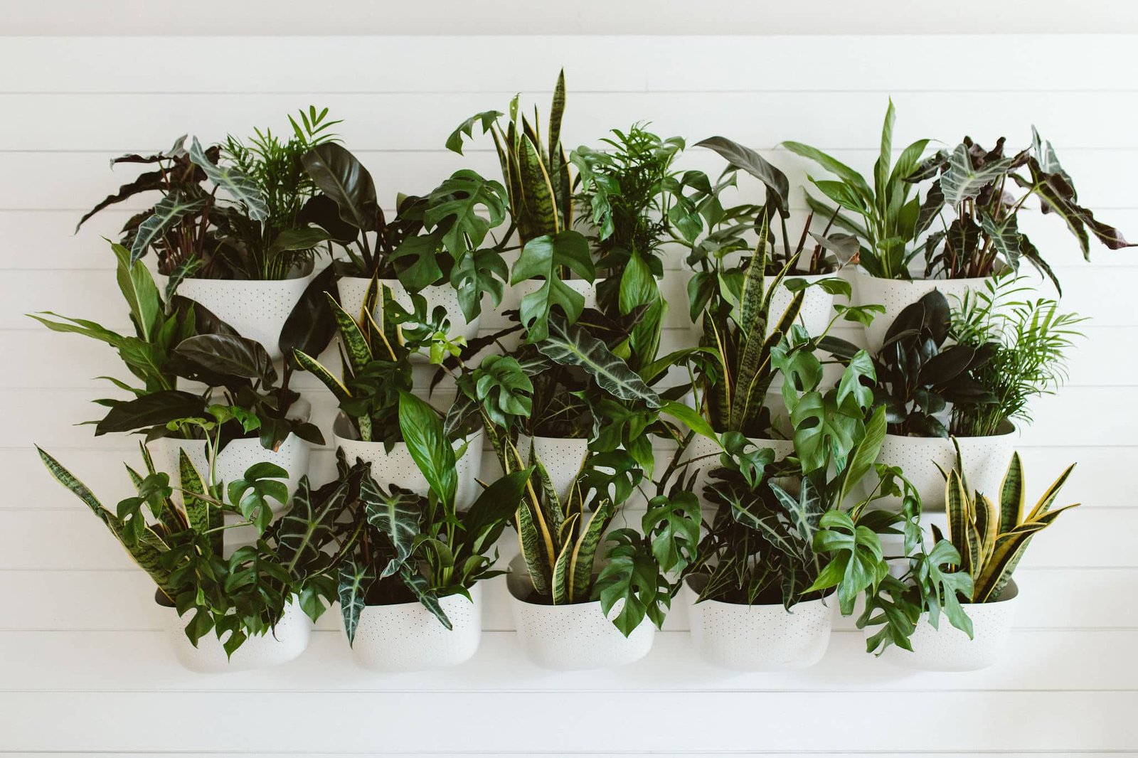 7 Vertical Gardening Ideas for Indoor Plants