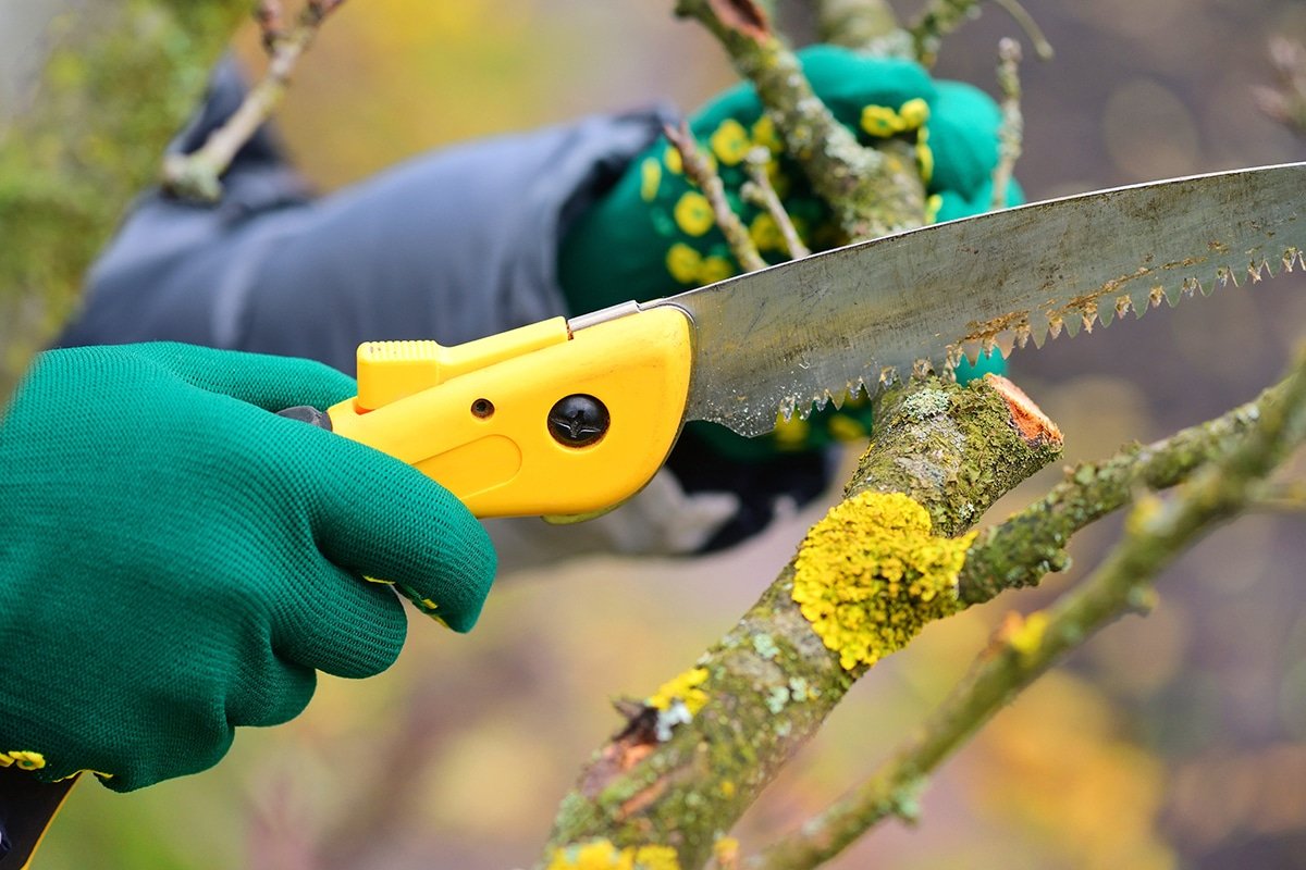 Dormant Winter Pruning: Benefits, Tips & Step-by-Step Guide