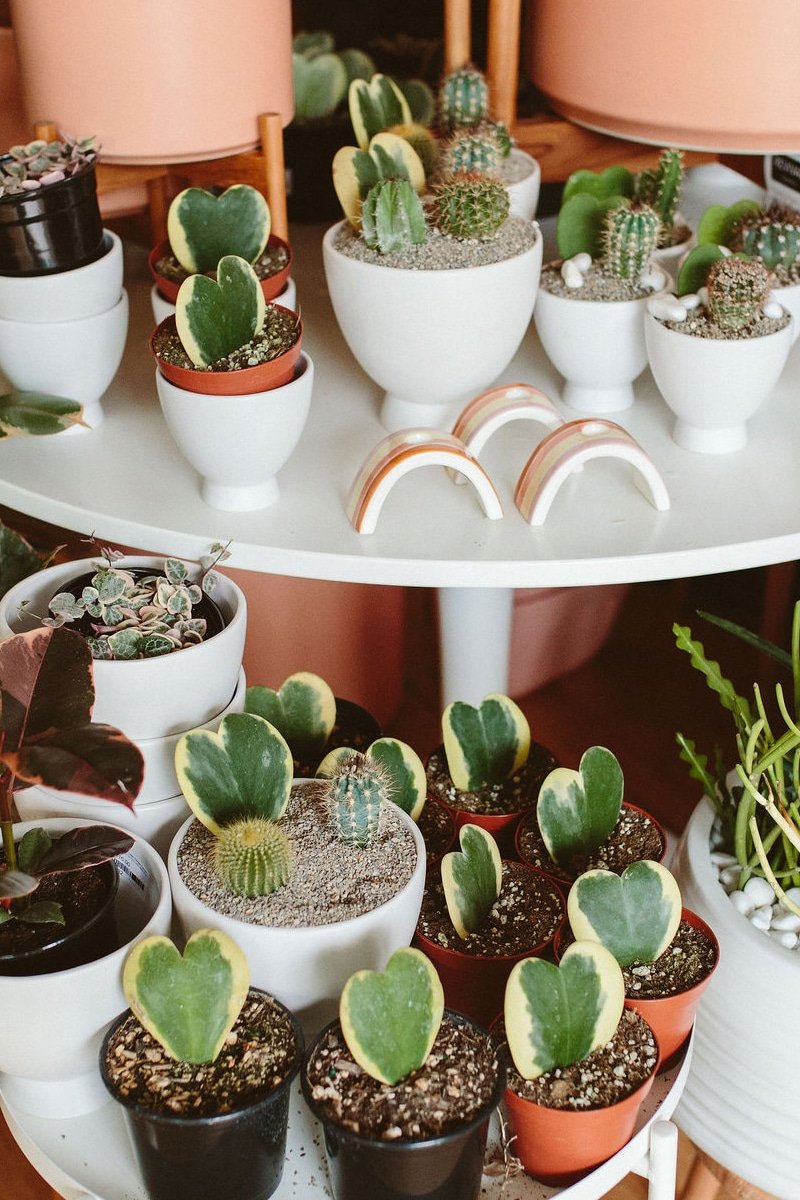 assorted hoya plants