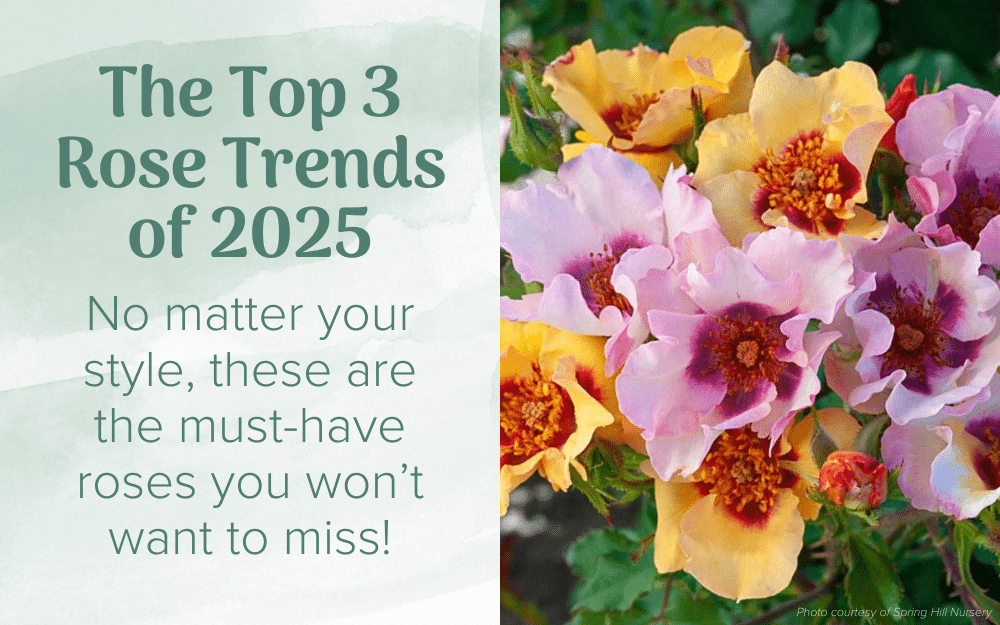 The Top 3 Rose Trends of 2025
