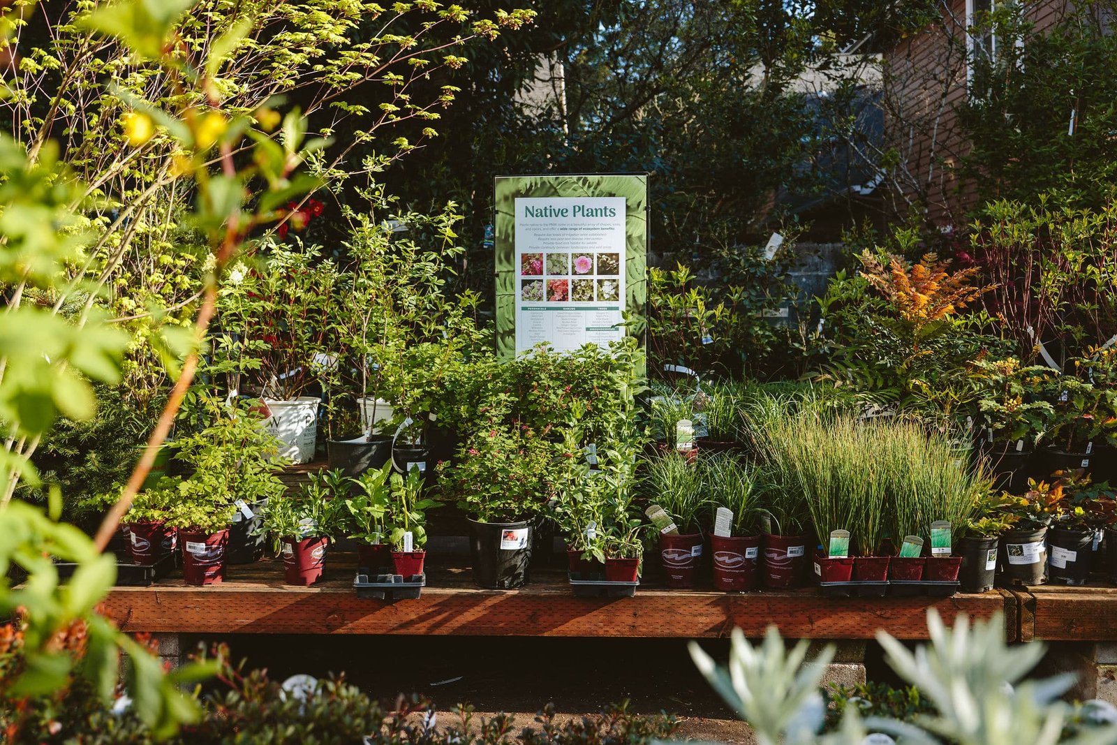 PNW Native Plants at Dennis' 7 Dees Garden Center in Lake Oswego