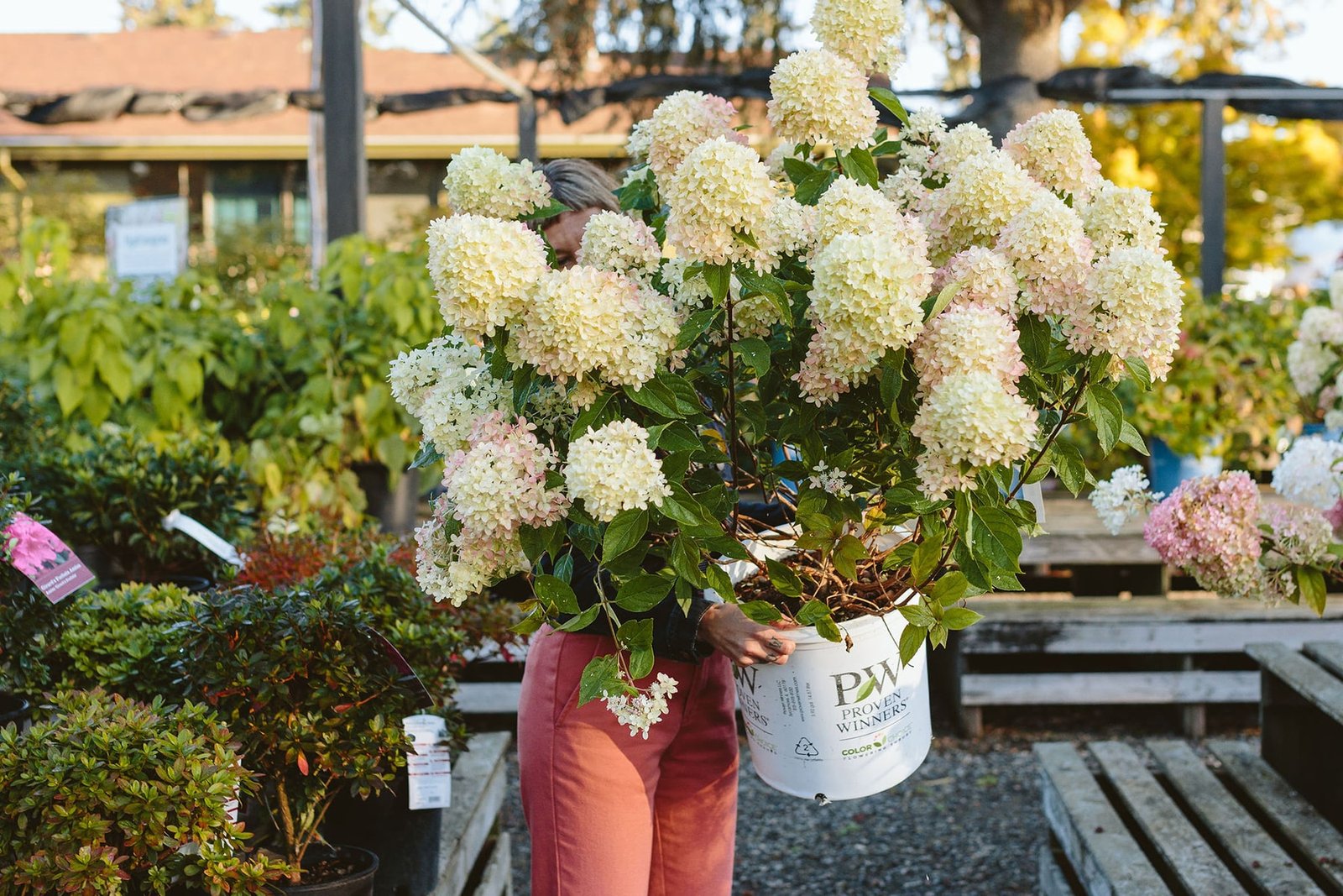 The Best Hydrangeas for Every Garden