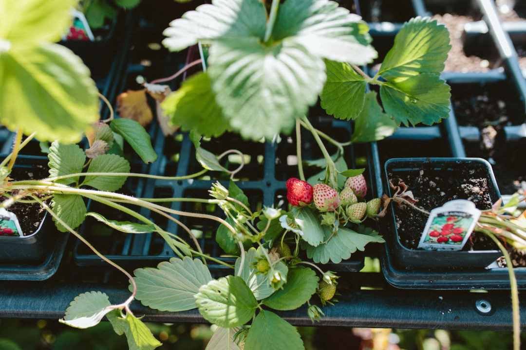growing strawberries
