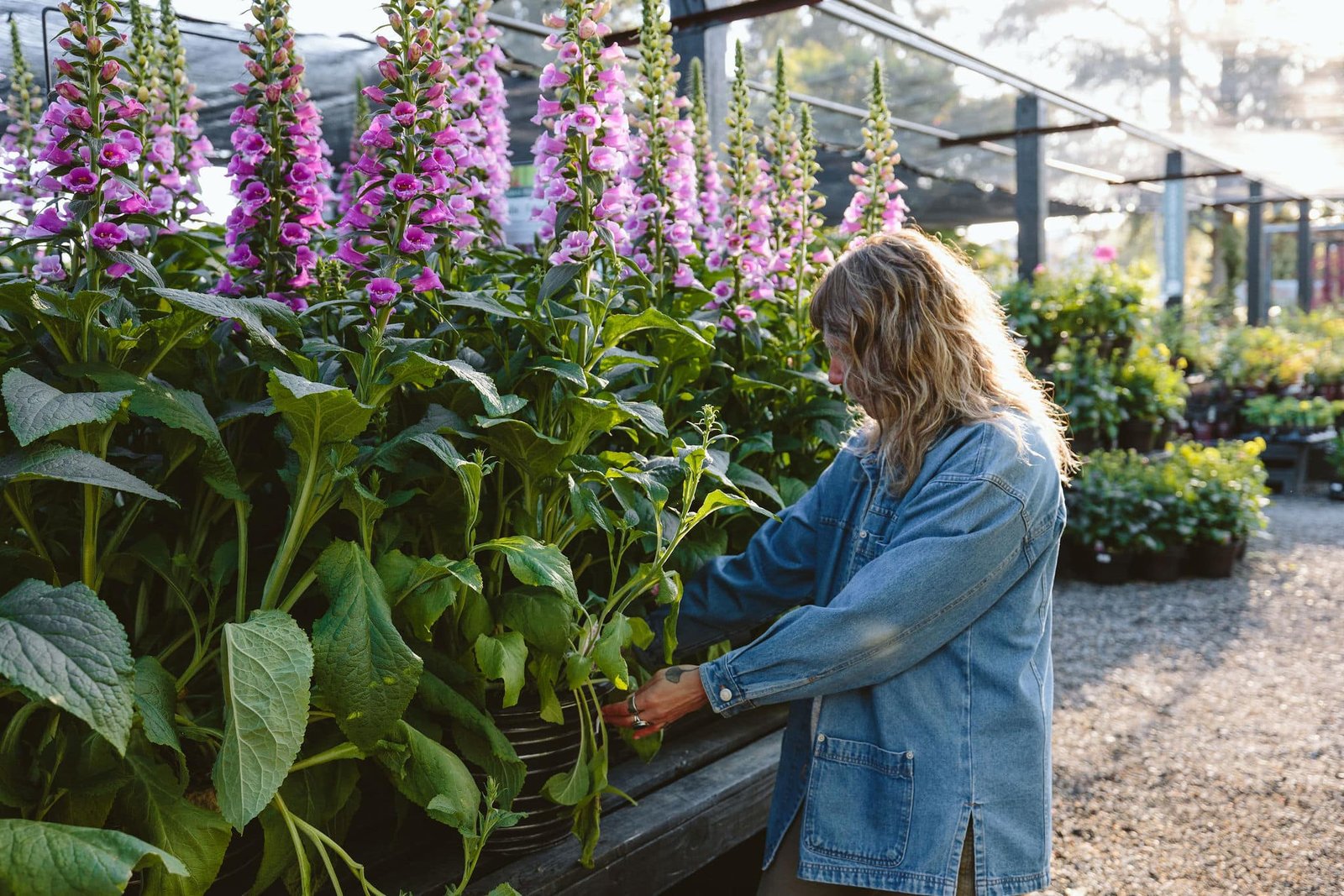 The 7 Best Long-Flowering Plants for Growing Cut Flowers
