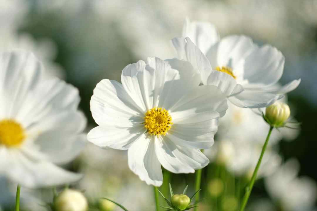 Pink Cosmos Annual Flowers
