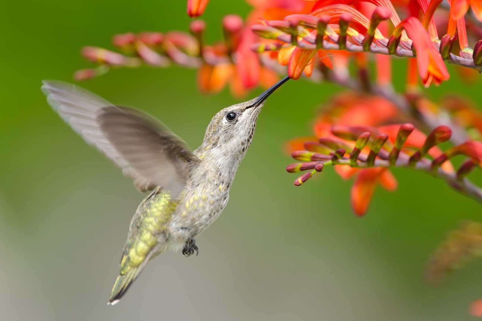 Annas Hummingbird getting nectar from Crocosmia flowers
