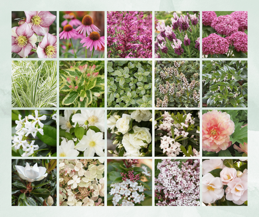 Plant Palette for Emily Henderson's Landscaping Project