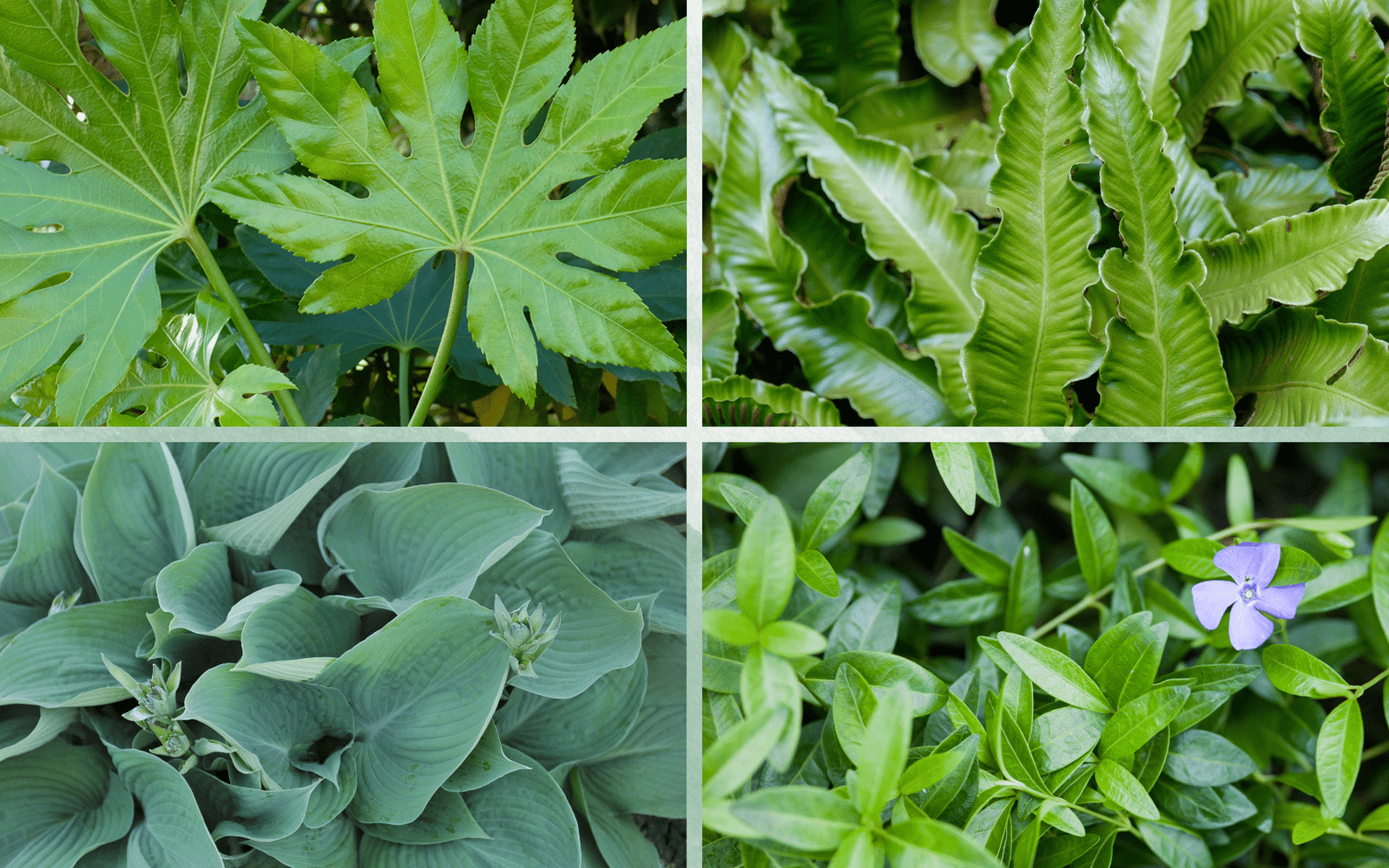 How to Garden in Deep Shade