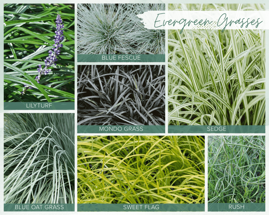 7 Favorite Evergreen Ornamental Grasses for PNW Gardens