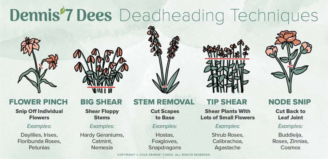 D7D Deadheading Techniques Graphic