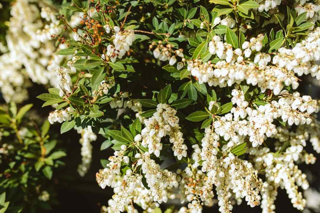 pieris andromeda flowers
